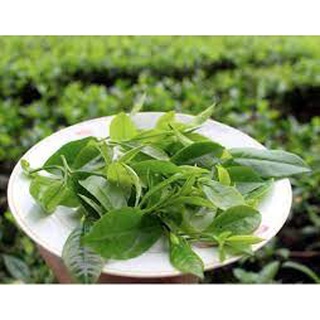 Cây chè giống Tân Cương