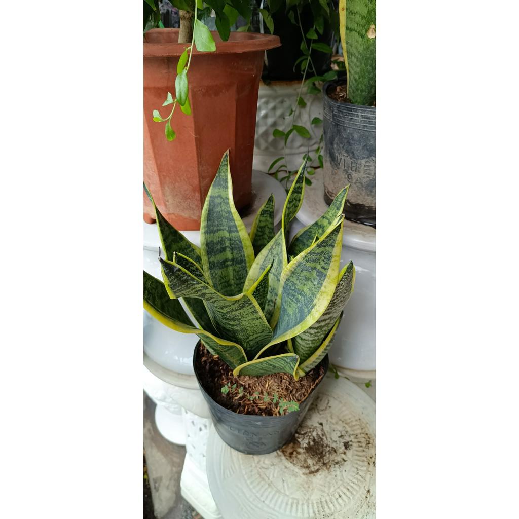 cây lưỡi hổ để bàn