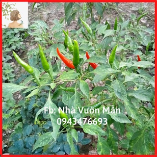 20 hạt ớt hiểm siêu cay