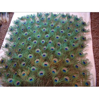 COMBO 10 LÔNG CÔNG TỰ NHIÊN DÀI 80CM