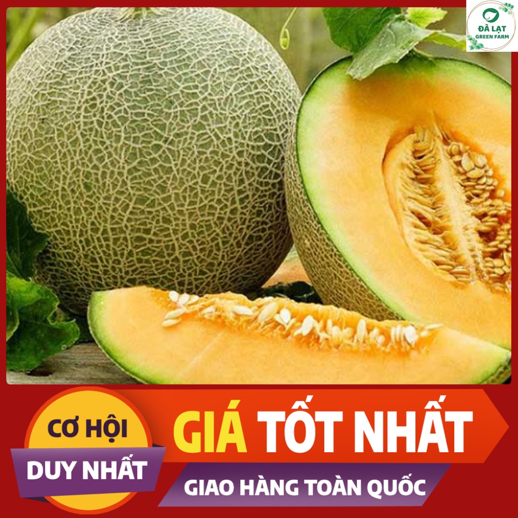 🍈20H - HẠT GIỐNG DƯA LƯỚI (DỄ TRỒNG)🍈