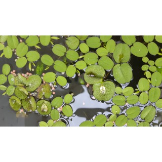 Bèo Tai Chuột dễ sống và rất dễ thương_Thủy Sinh Ngoài Trời, Trong Nhà