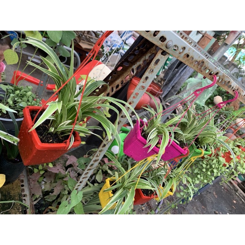 Chậu treo Cỏ Lan Chi mini