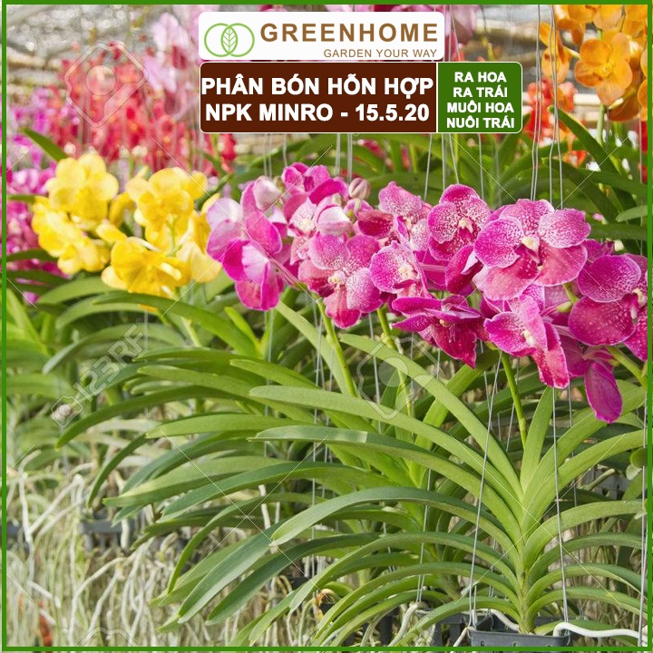 Phân NPK 15-5-20 Minro, bao 200gr, phân bón kích ra hoa, đậu trái, nuôi hoa, nuôi trái |Greenhome