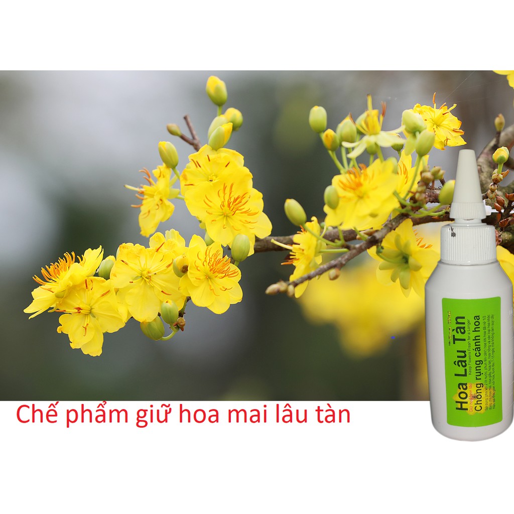 chống rụng cánh hoa mai giữ hoa mai lâu rụng 50ml