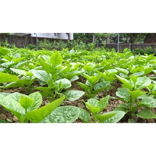 500g Phân gà viên nén Nhật Bản (xúc lẻ 500g đóng túi zip)