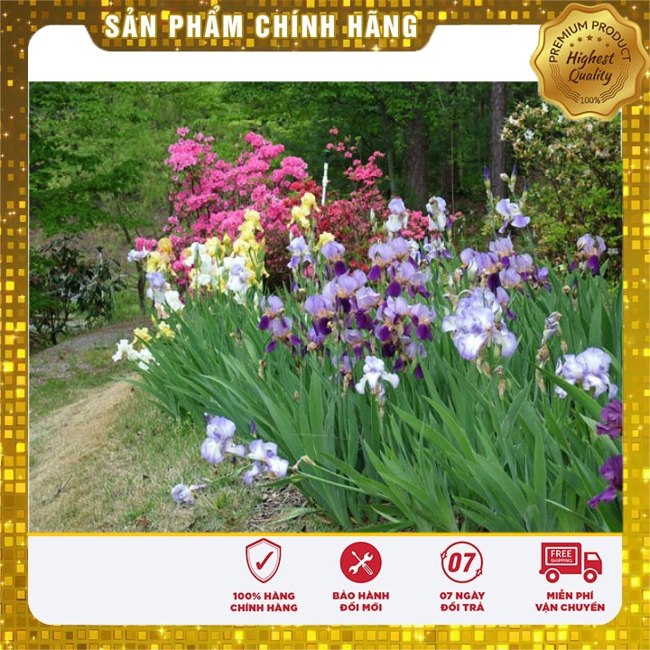 Hạt giống hoa Diên vĩ xanh (Iris xanh)