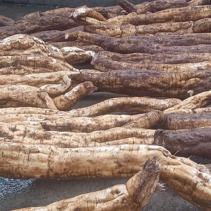 TINH BỘT SẮN DÂY NHÀ LÀM