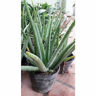 nha đam mỹ cỡ nhỡ