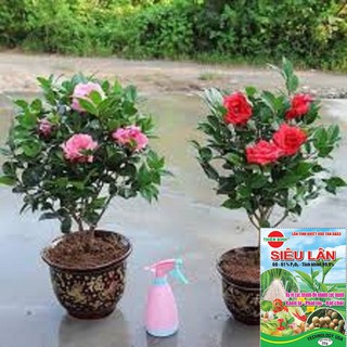 Cây Hoa Trà Mi chậu bầu đang nụ hoa chuẩn tết tặng kèm PHÂN SIÊU LÂN giúp cây sinh trưởng phát triển tốt, hoa tươi lâu h