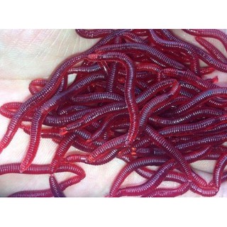 Mồi giun giả siêu nhậy nha các cần thủ, chỉ 10k 12 con