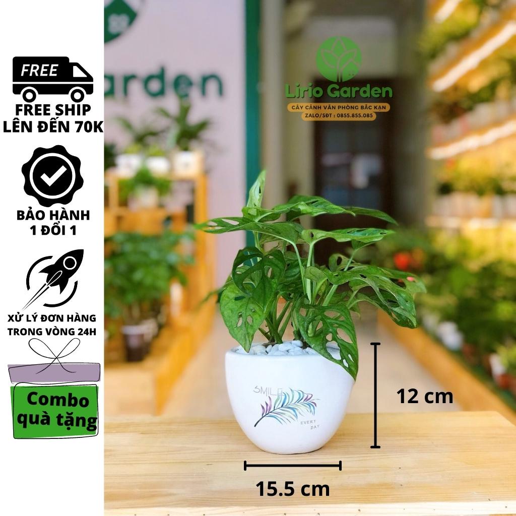 [ Quà Tặng Kèm ] cây trầu bà lá mưa