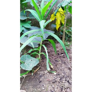cây bồ công anh