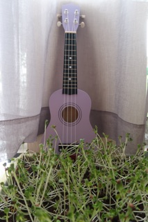 Đàn ukulele soprano màu tím nhạt