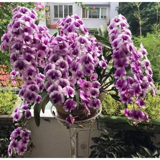Hoa Lan Dendro Yaya cây trưởng thành đang hoa nụ