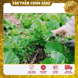 Hạt giống Cải Bẹ Dưa 20gram [Bán Sỉ]
