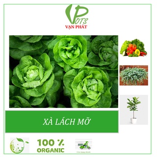 Rau Xà Lách lá lớn {Đảm bảo nảy mầm 95%}