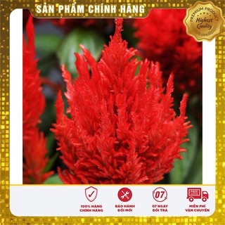 Hạt giống hoa mào gà lửa đỏ (100 hạt)