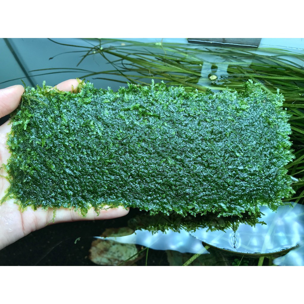 Rêu Mini Taiwan Vỉ 8x20