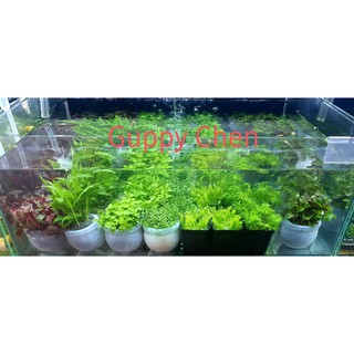Cây thủy sinh cắt cắm trang trí hồ cá