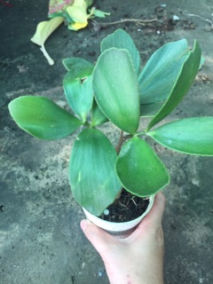 THIÊN TUẾ MÊXICO