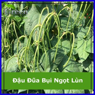 Hạt Giống Đậu Đũa Bụi Ngọt Lùn 20 Gam