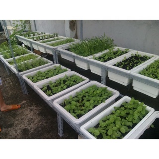 com bo 10 chậu trồng rau