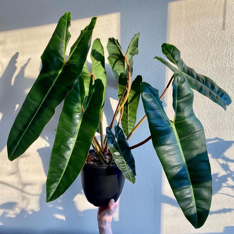 Cây Hạc Cam.Philodendron Billietiae đẹp quyến rũ