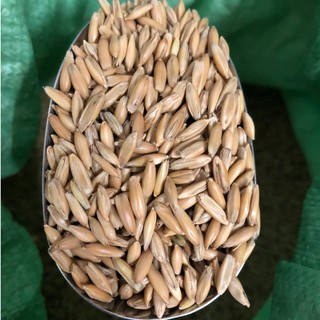 Hạt yến mạch gói 500g - 1kg