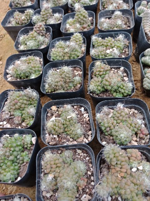 SEN ĐÁ HẠT GẠO LÔNG