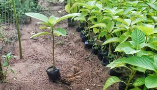 Cây bòn bon đỏ .. 8 tháng cho trái