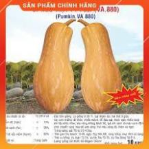 HẠT GIỐNG BÍ MẬT F1 GÓI 2 GRAM