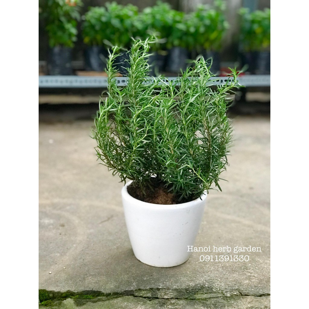 [RẺ VÔ ĐỊCH] Cây hương thảo - rosemary - cây gia vị với hương thơm dịu nhẹ, vừa đuổi muỗi lại giúp thư giãn