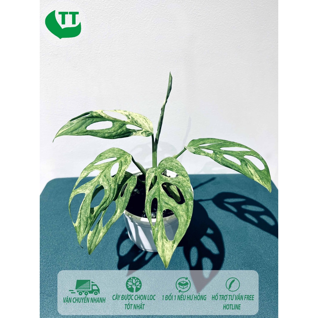 Trầu bà lỗ, monstera adansonii mint var, trồng trong nhà, trồng ngoài trời, trồng sân vườn, decor trang trí