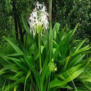 CÂY HOA LÁ NÁNG ( CÂY Đ ẠI TƯỚNG QUÂN) - cây mang lại nhiều điều may mắn, niềm vui đến cho gia chủ -DƯỢC LIỆU dân gian