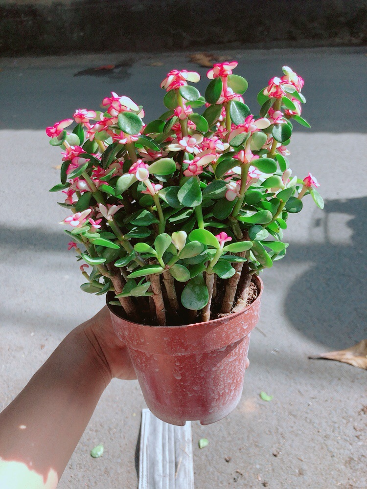 Cây Đô La Giống Mới