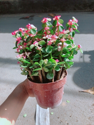 Chậu Cây Cành Vàng Lá Ngọc