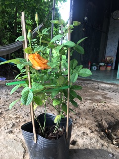 Hồng vàng thơm (hồng vàng nghệ)