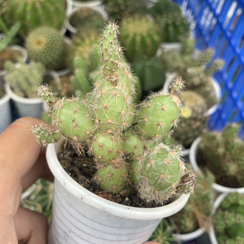 XƯƠNG RỒNG TRỨNG RỒNG