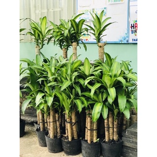 Phát tài khúc - thiết mộc lan size 1m - 1,2m