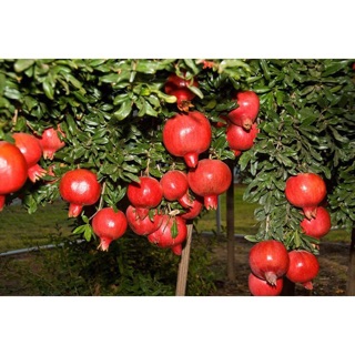Cây lựu đỏ Ấn Độ cao sản - 1 chậu