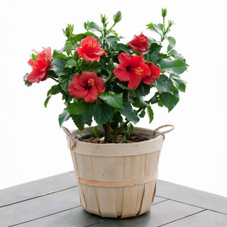 Hạt giống hoa dâm bụt f1