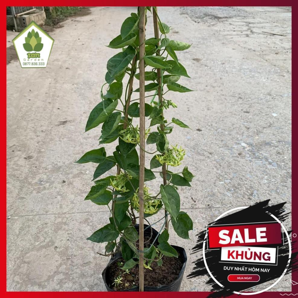 Cây hoa thiên lý leo giàn tường rào dài 55-70cm, tốc độ phát triển nhanh, rất thơm, cây hoa leo ban công và tường rào