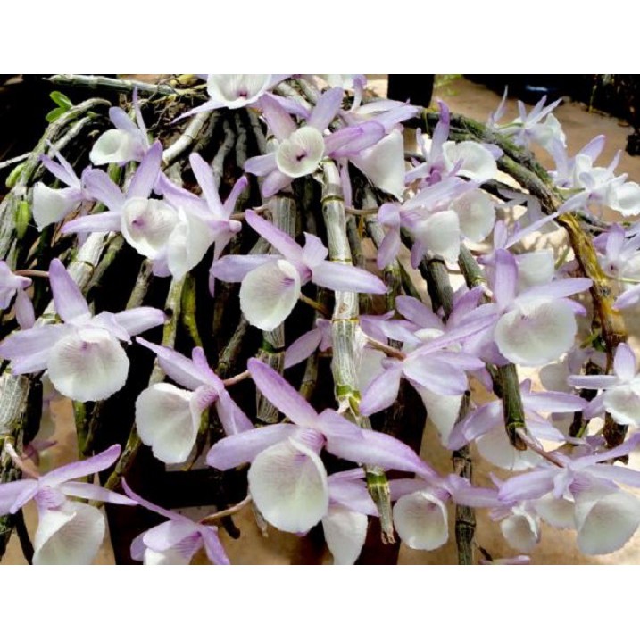 Combo các loại hoa phong lan rừng dễ trồng dễ chăm sóc - 1 khóm