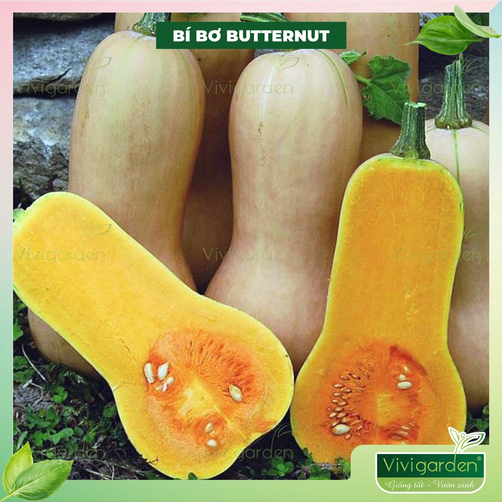 Hạt giống Bí Bơ (Bí Đậu) Mỹ BUTTERNUT, siêu ngon, ngọt dẻo thơm, sai quả dễ trồng chịu nhiệt tốt giống Mỹ Johnny Seeds