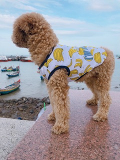 🍌🍌 T02 - ÁO TRÁI CHUỐI MÀU VÀNG 🍌🍌