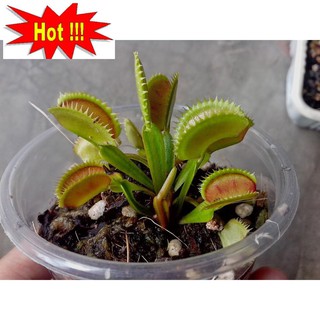 Hạt giống cây bắt côn trùng (cây bẫy kẹp) (15 hạt)