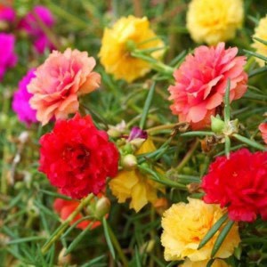 Hạt Giống Hoa Mười Giờ Kép F1 Loại mix nhiều màu dễ trồng hoa nở đẹp [ Gói 50gram,100gram,200gram]