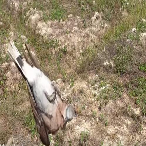 30m Lưới, chao maoMắt 34Phân Cao 5m 5 Dây 4 Túi, Lưới Tàng Hình Mua Về Chỉ Việc Sử Dụng-chuyencacloailuoichim