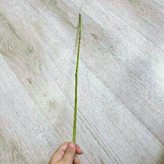 roi thần thánh (tre 1m)